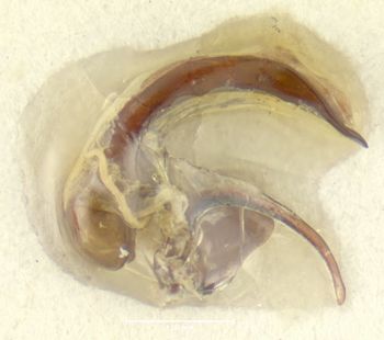 Media type: image;   Entomology 25666 Aspect: genitalia